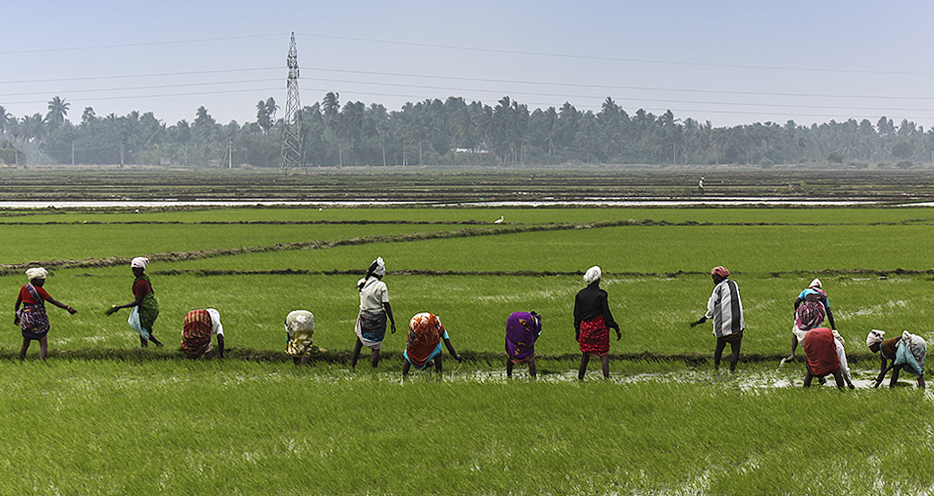 Weeding the Fields 3-Kumbakkonam